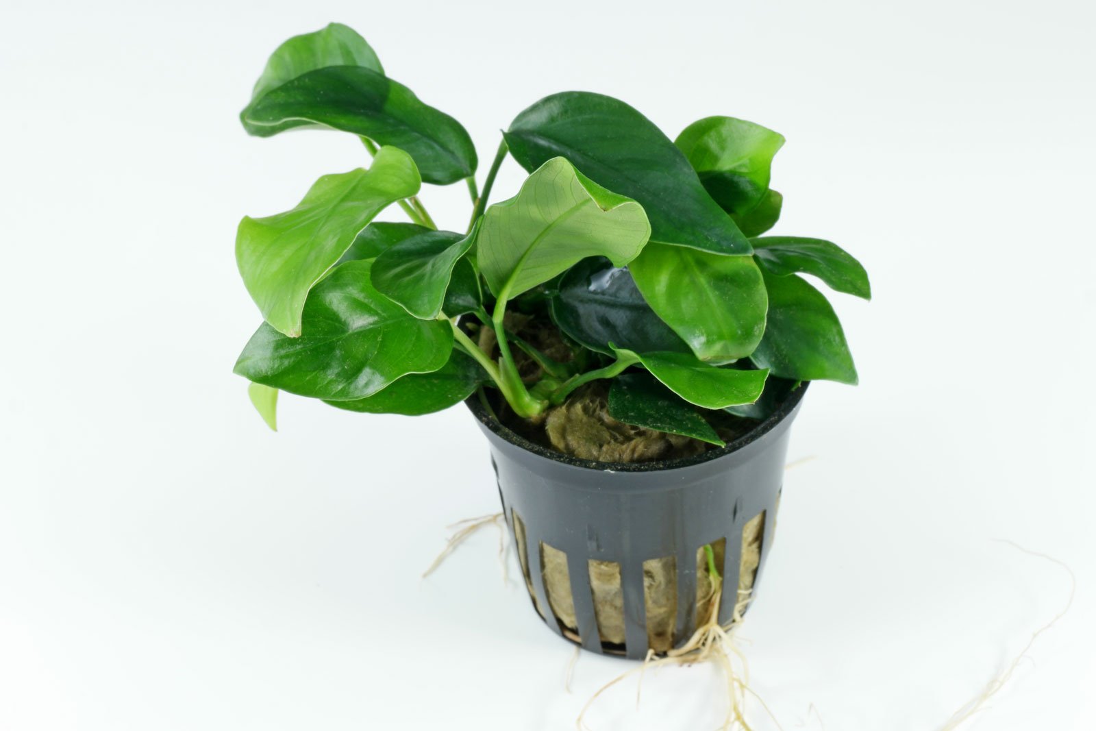 Anubias de Barter