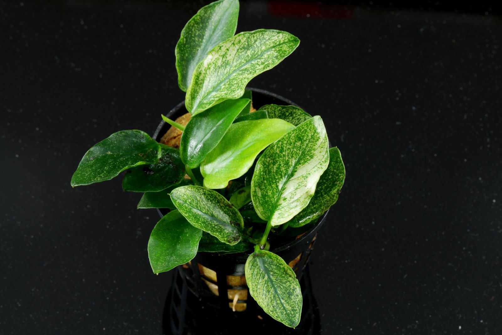 Anubias Naine