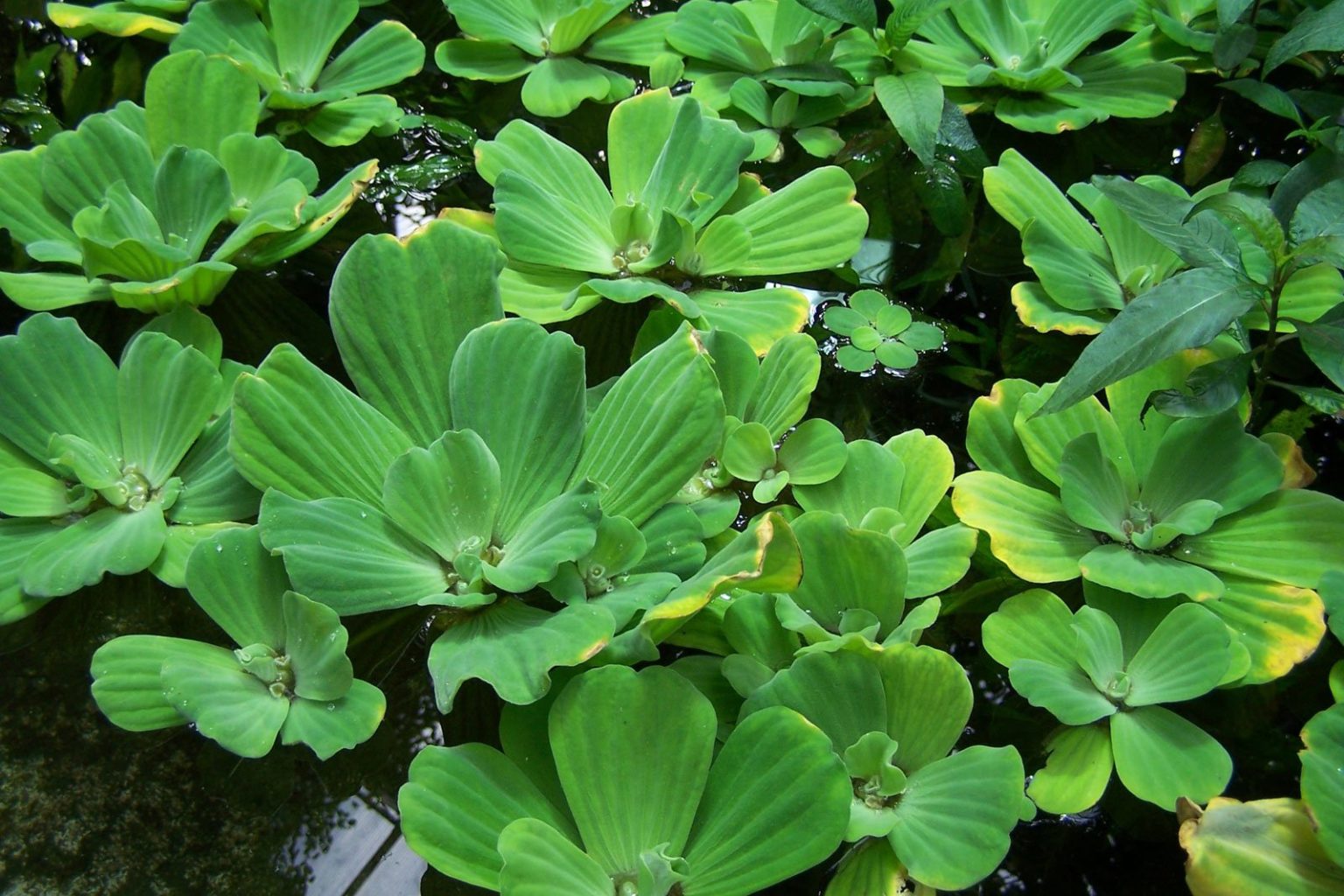 pistia stratiotes aglaonema laitue plantasflores neonfisken planteset cabbage lechuga alface água