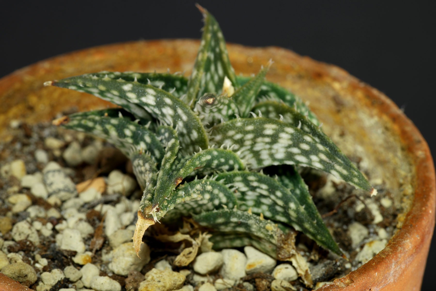 Aloe descoingsii 1
