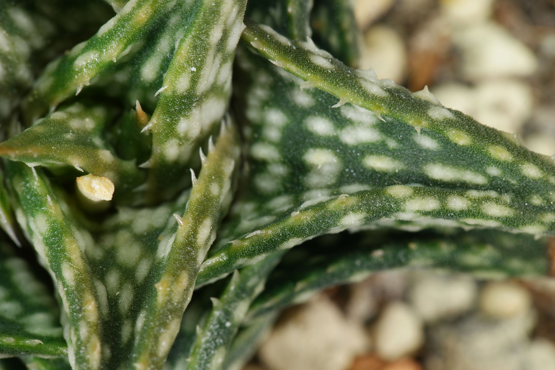 Aloe descoingsii 3