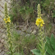 Verbascum thapsus