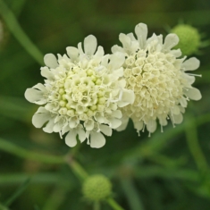 Scabiosa ochroleuca