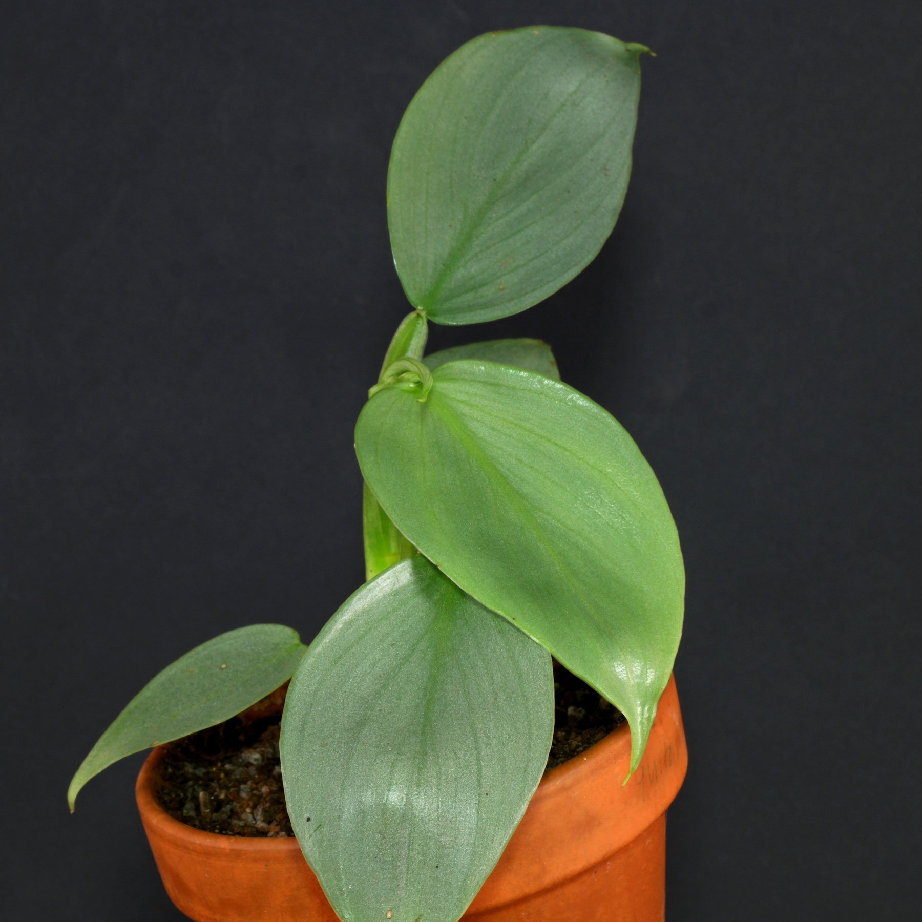 Philodendron hastatum