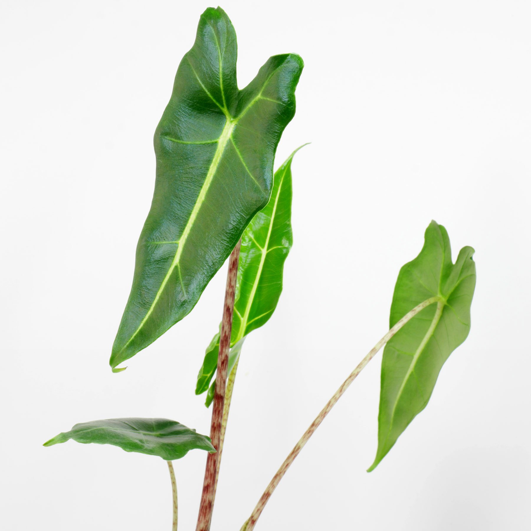 Alocasia Sarian