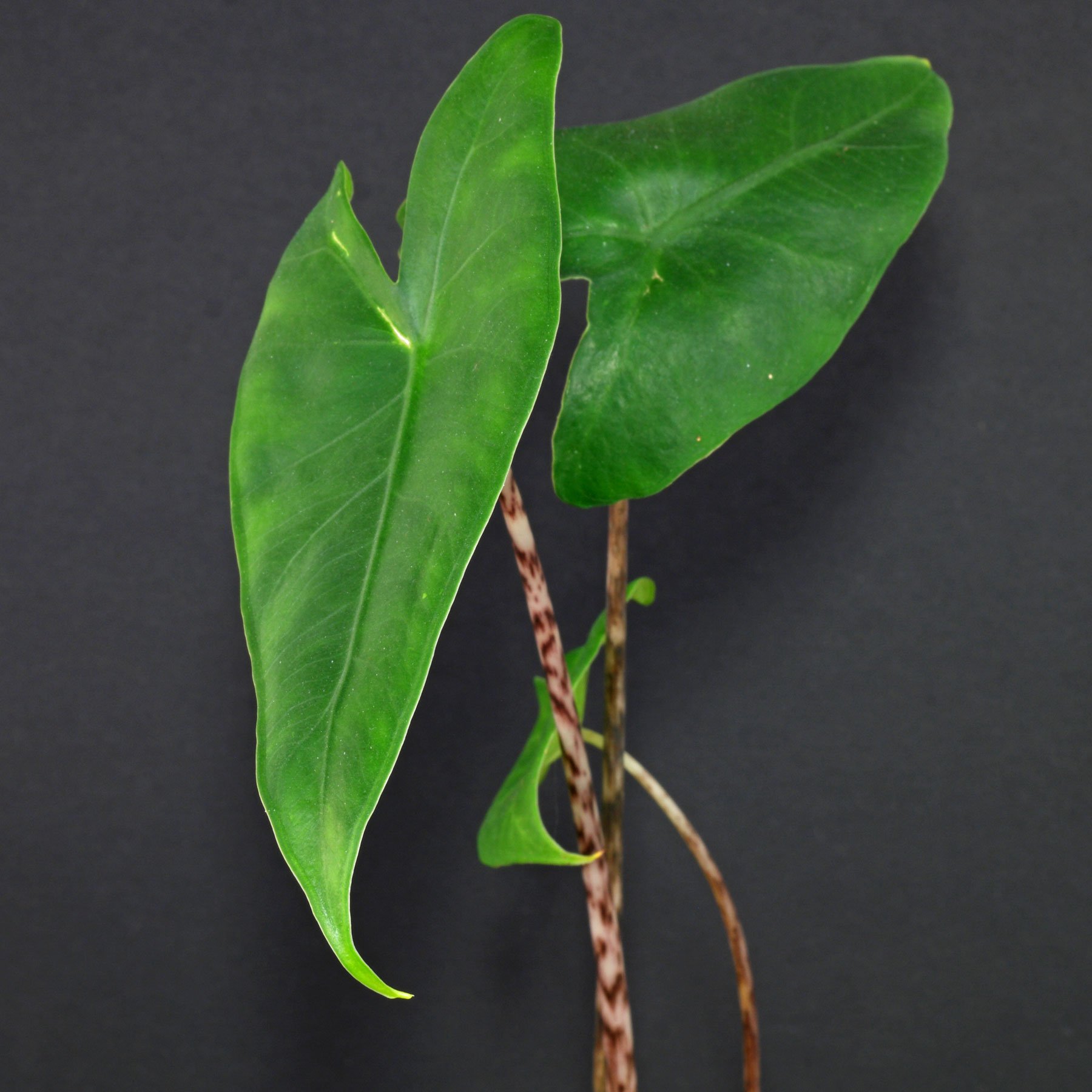 Alocasia zebrina