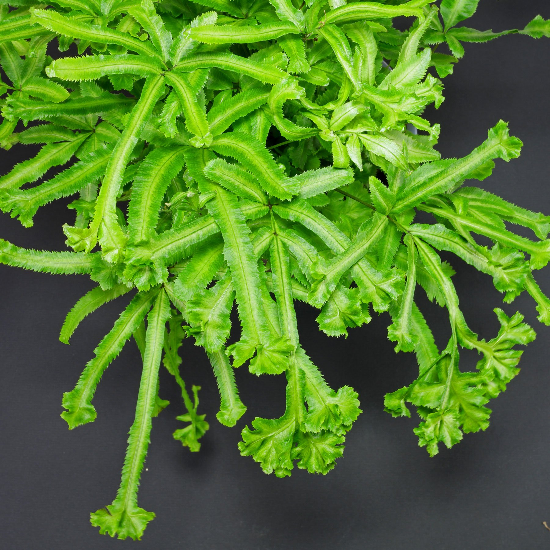 Pteris cretica Mayii