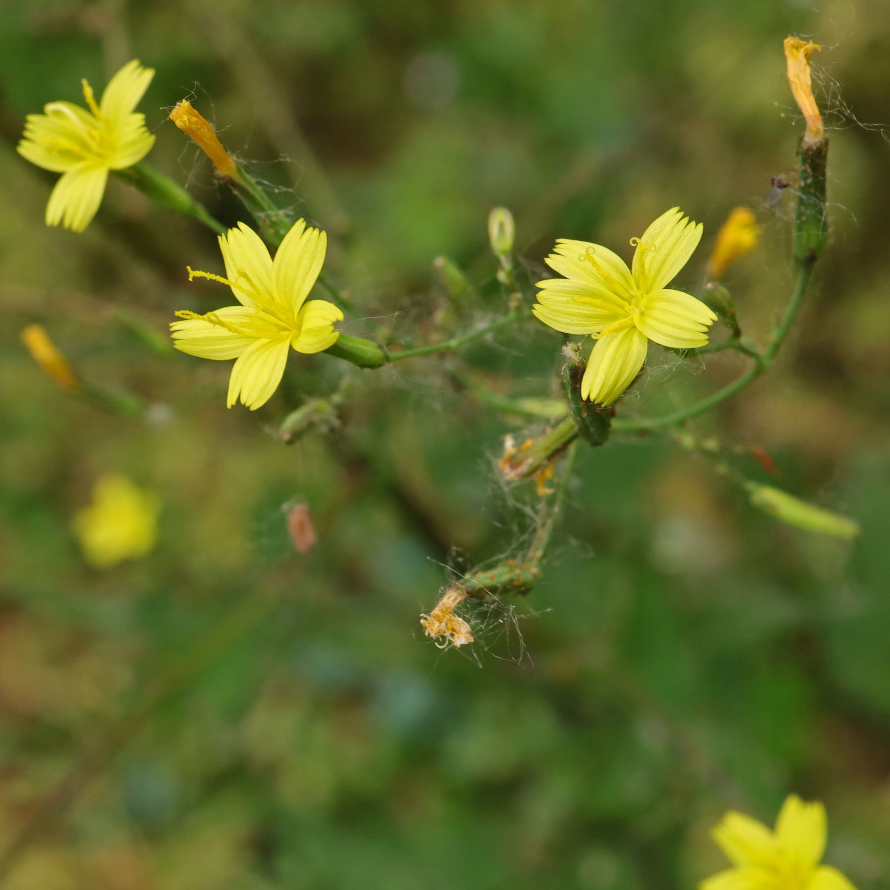 Mycelis muralis