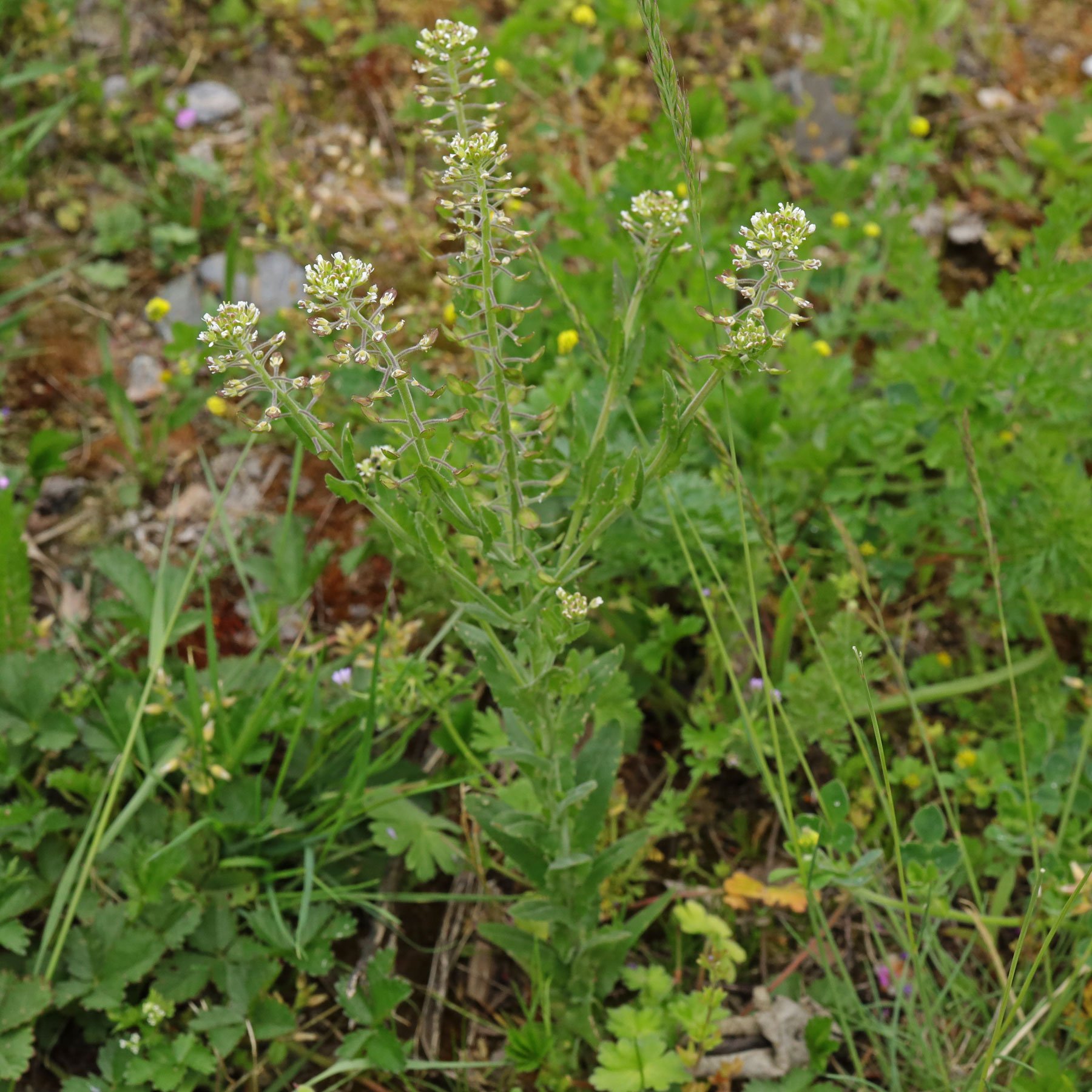 Lepidium campestre