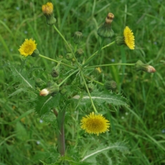 Sonchus asper