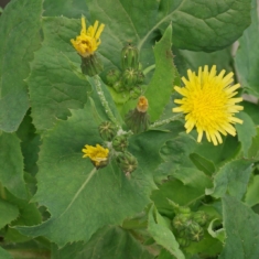 Sonchus oleraceus
