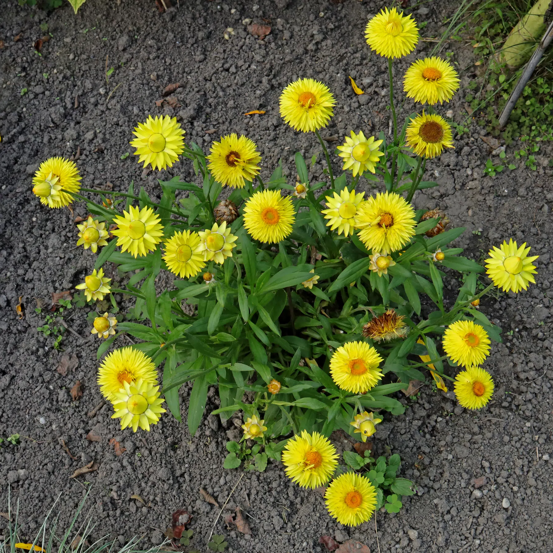 Xerochrysum bracteatum