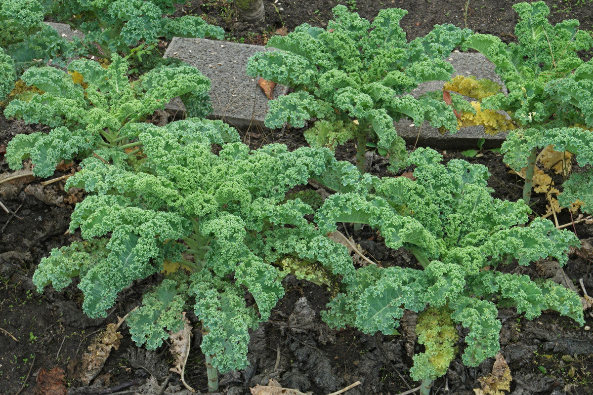 Brassica oleracea var sabellica