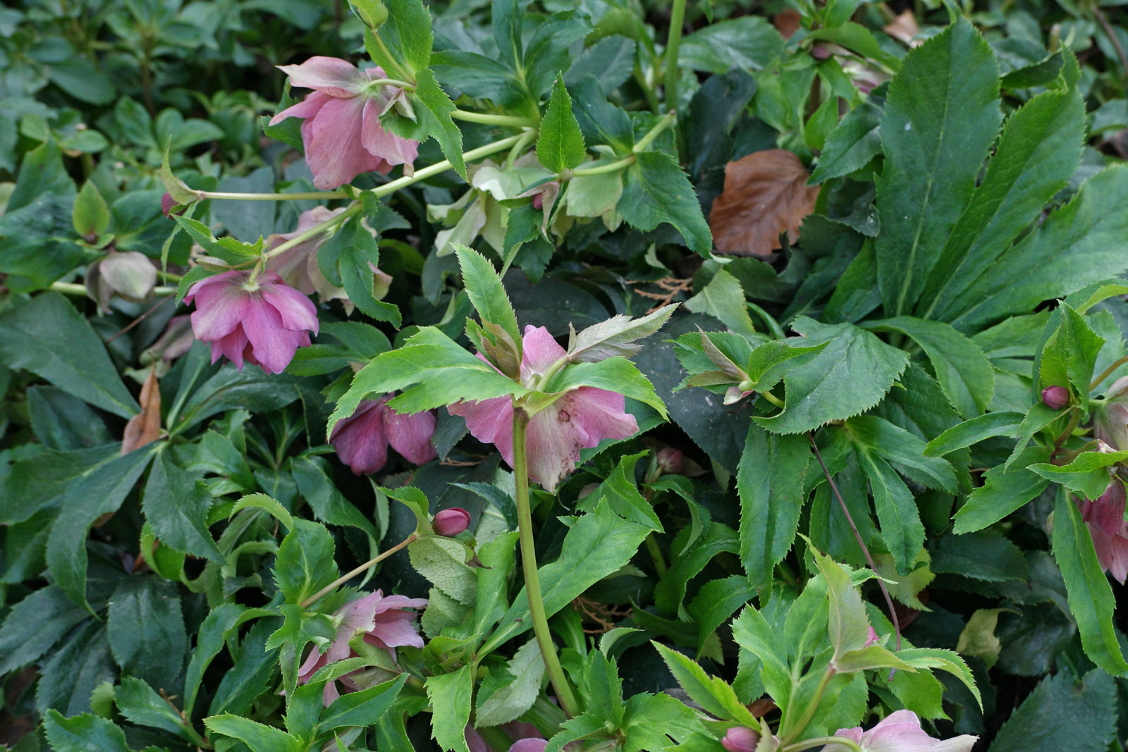Helleborus orientalis cv