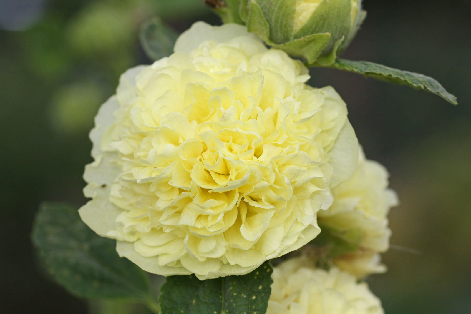 Alcea rosea Chaters Double Yellow