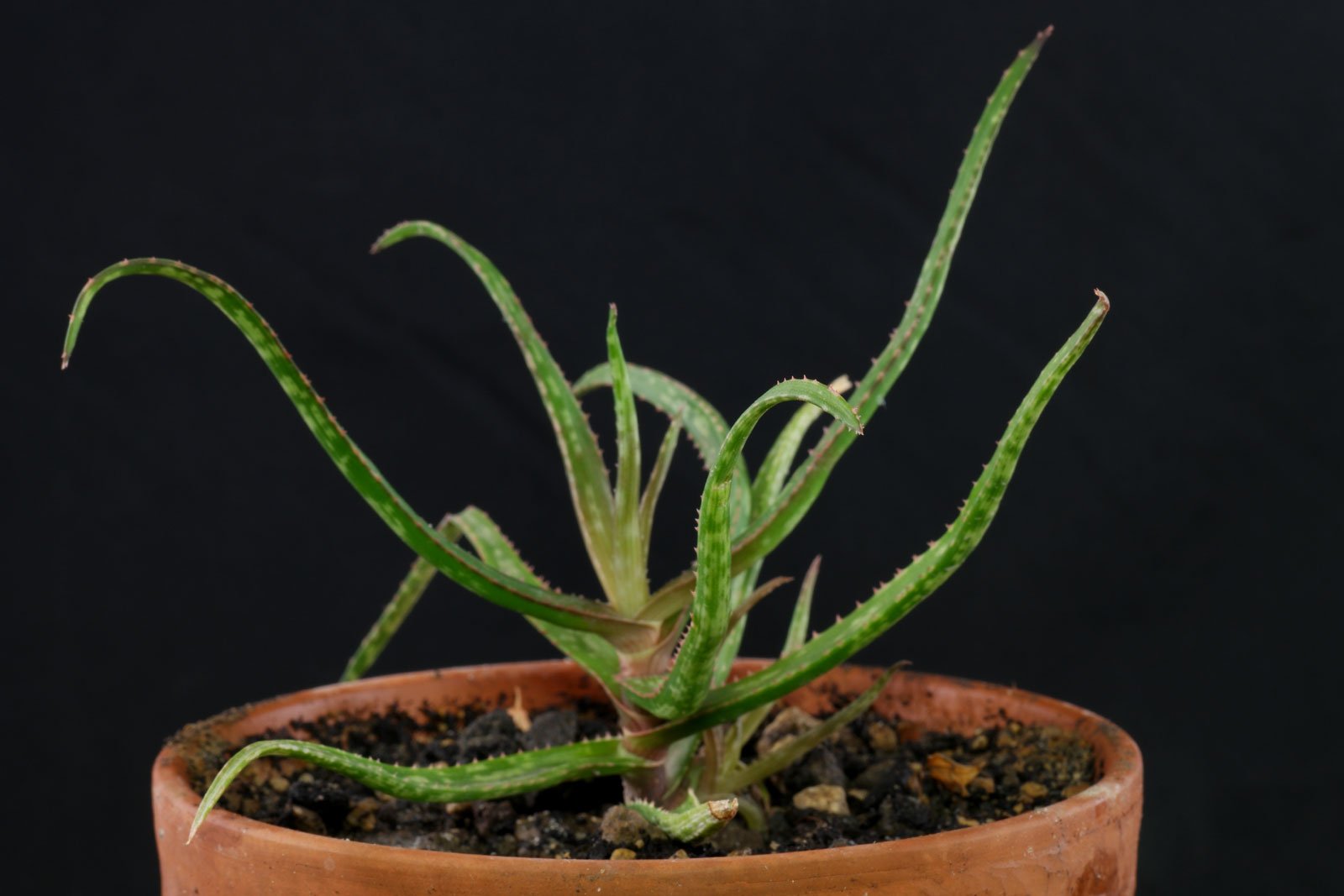 Aloe bakeri 1