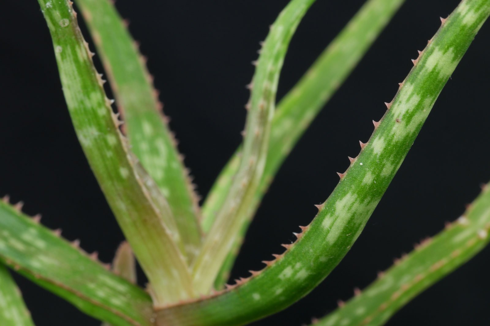 Aloe bakeri 3