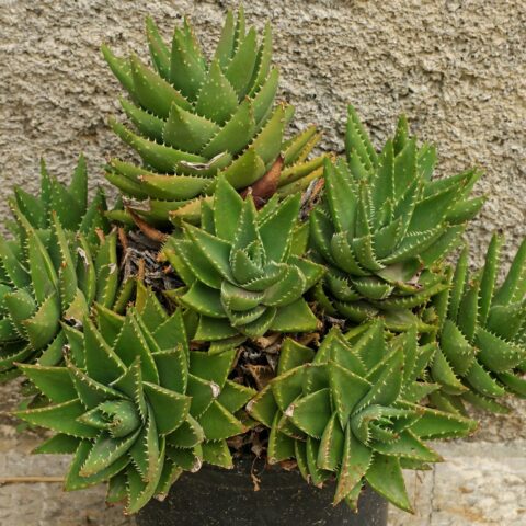 Aloe perfoliata