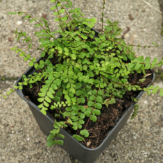 Asplenium trichomanes