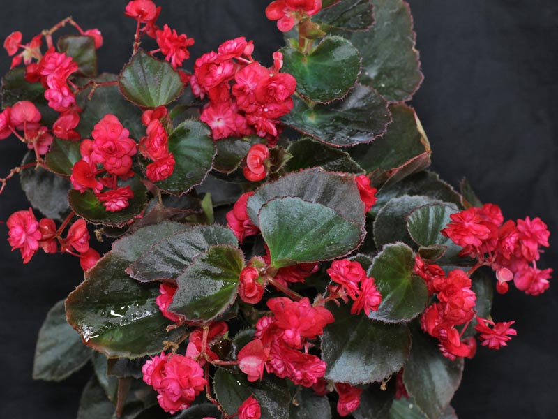 Begonia Doublet Red