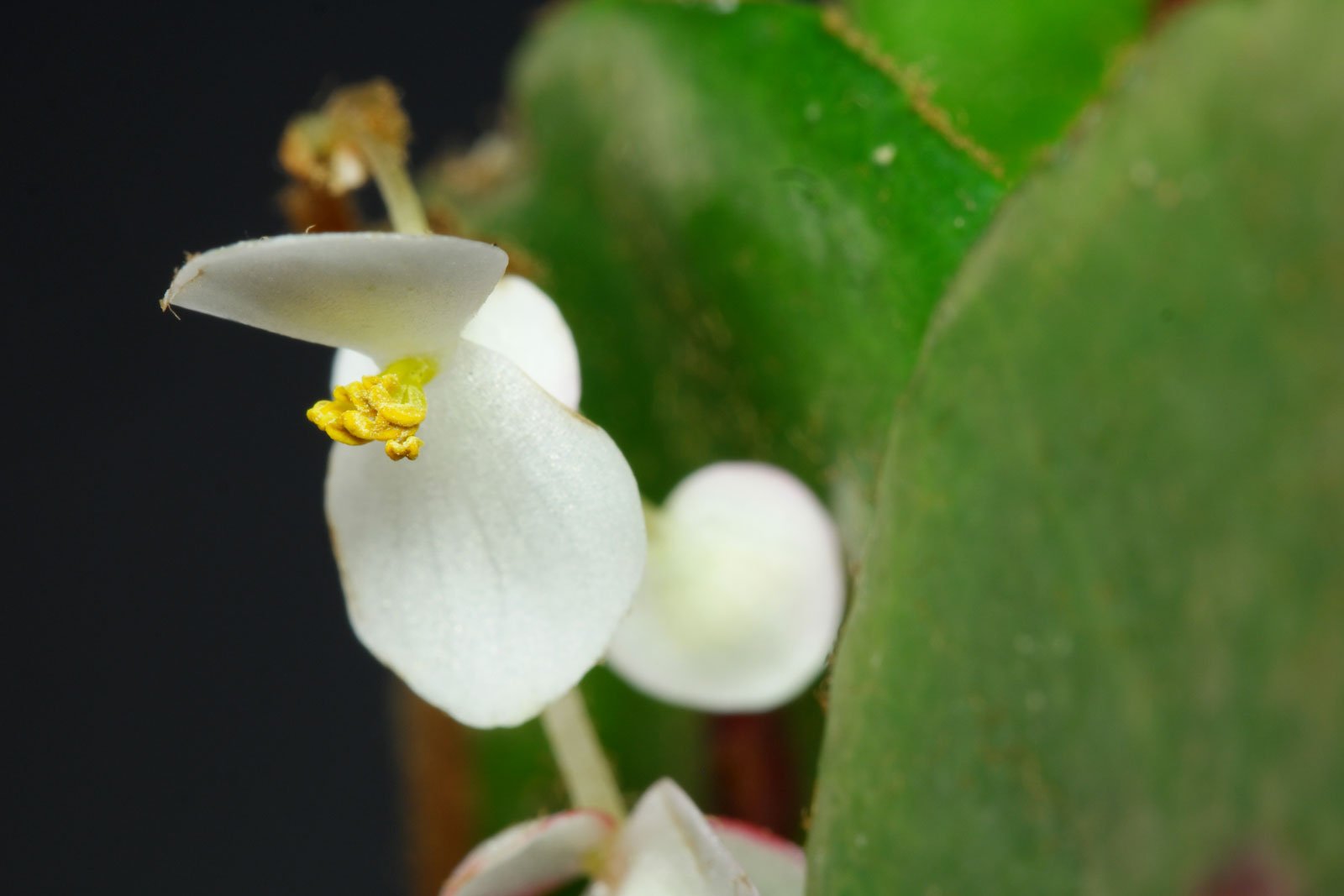 Begonia conchifolia Rubrimacula