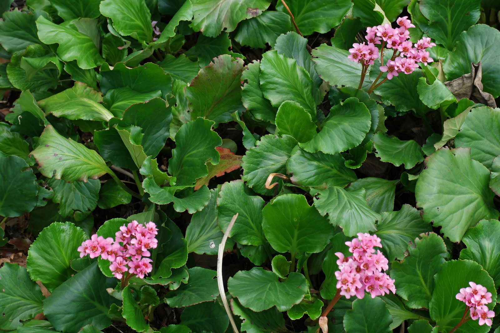 Bergenia cordifolia cv.