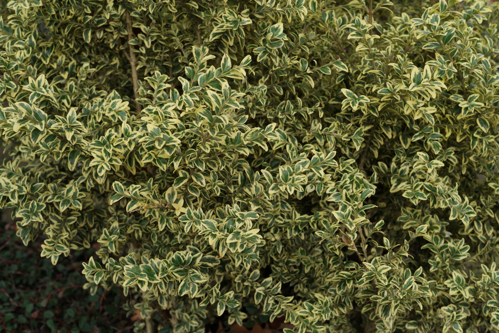Buxus sempervirens Variegata