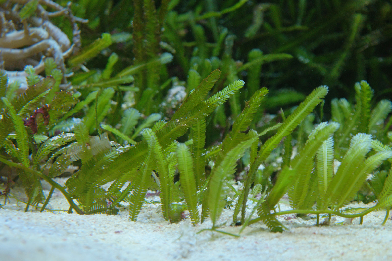 Caulerpa taxifolia