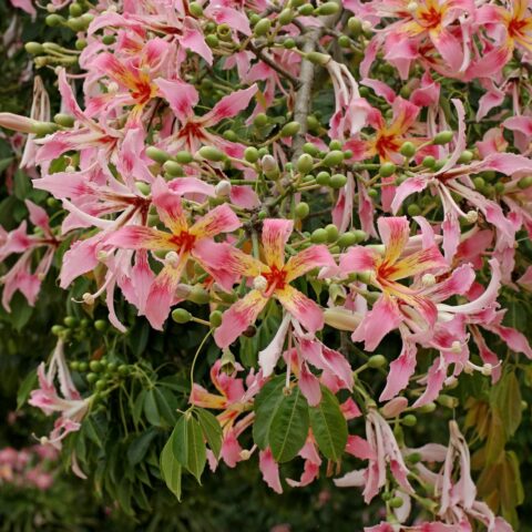 Ceiba speciosa