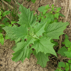 Chenopodiastrum hybridum