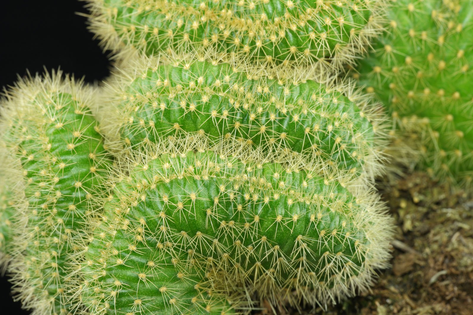 Cleistocactus winteri Cristata