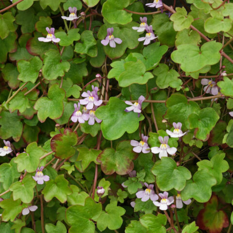 Cymbalaria muralis