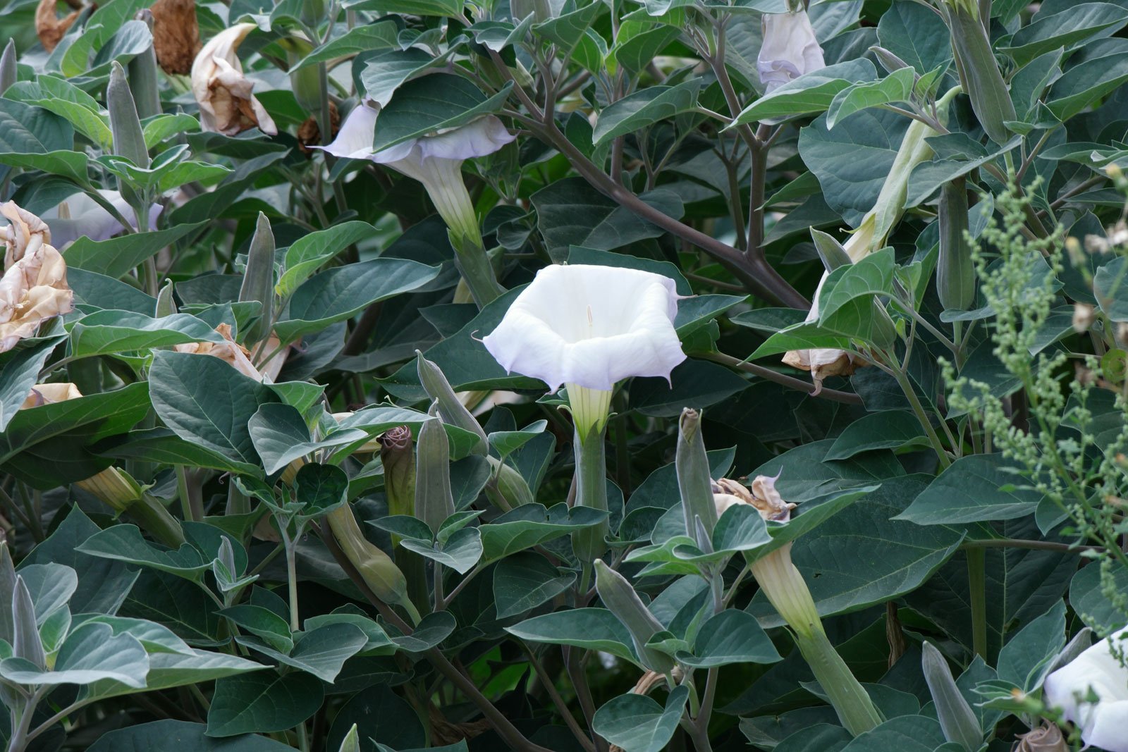 Datura innoxia