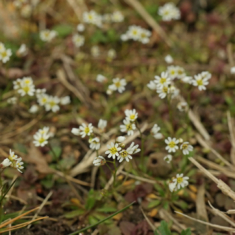 Draba verna