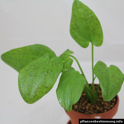 Echinodorus Ozelot Vert