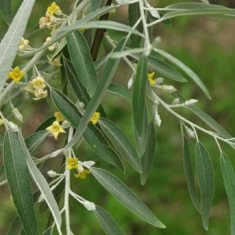 Elaeagnus angustifolia