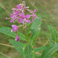 Epilobium angustifolium