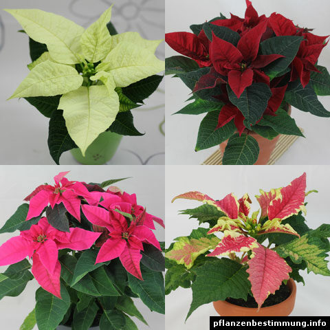 Euphorbia