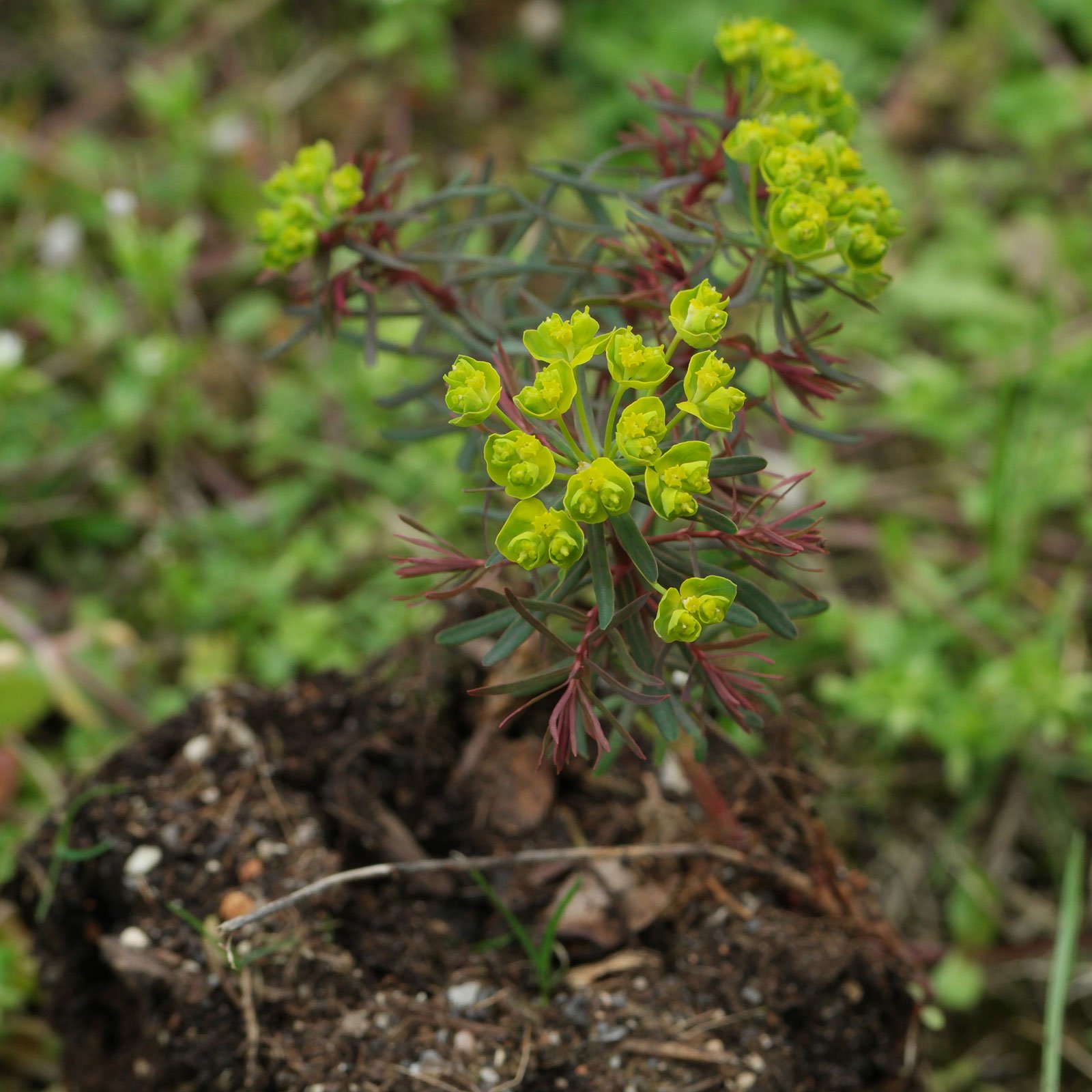 Euphorbia cyparissias Rubra