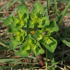 Euphorbia helioscopia