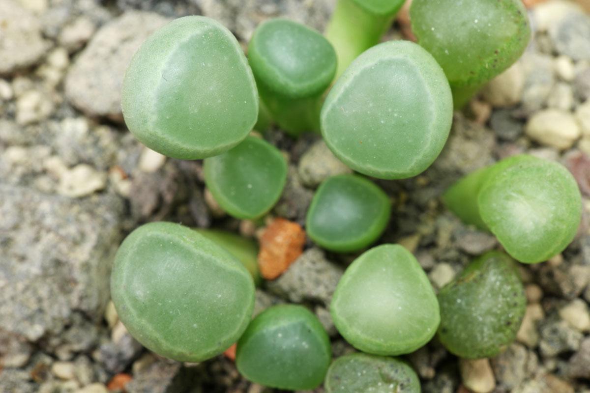 Fenestraria rhopalophylla ssp aurantiaca