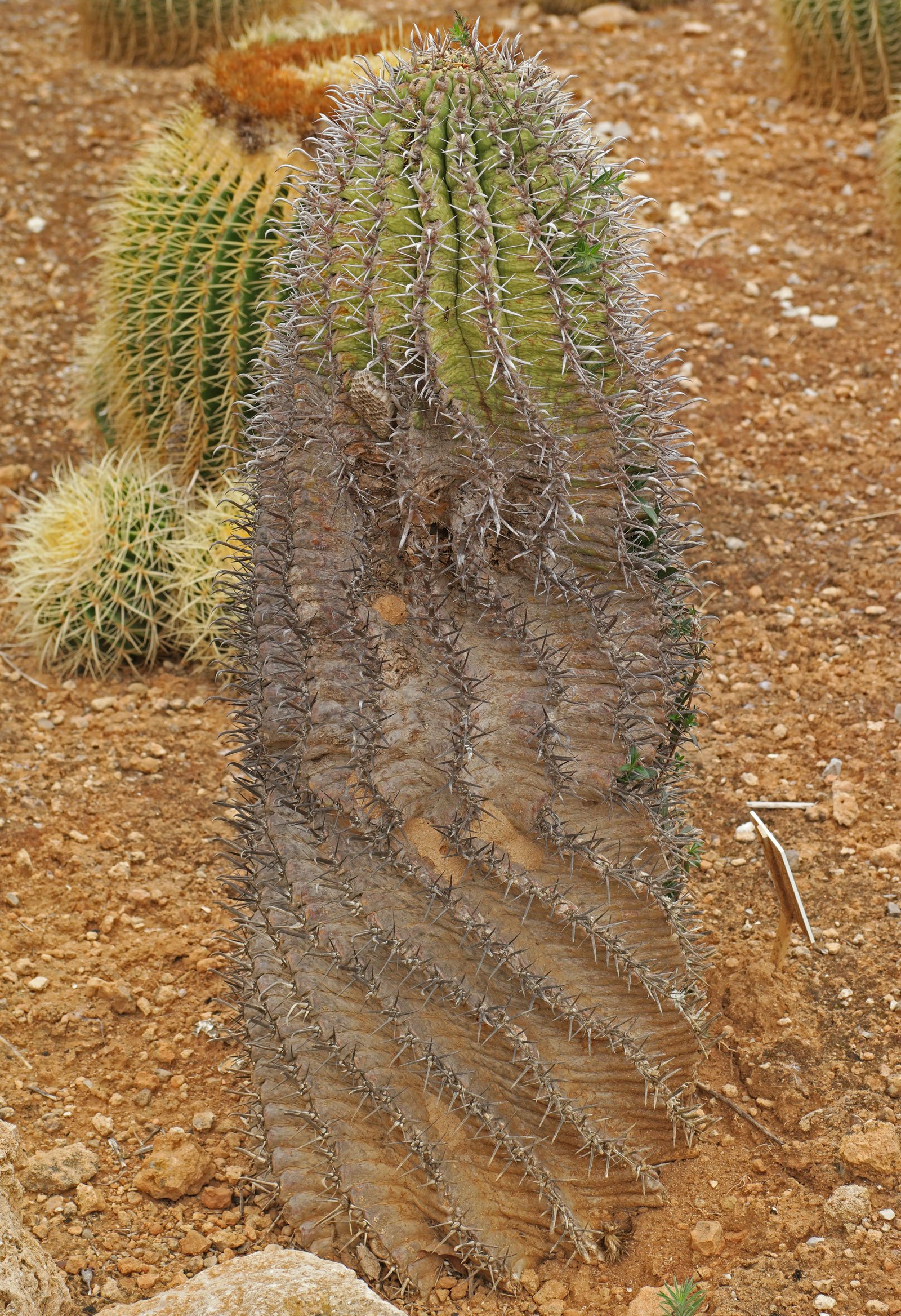 Ferocactus latispinus ssp. spiralis