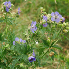 Geranium pratense
