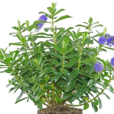 Hebe andersonii Donna