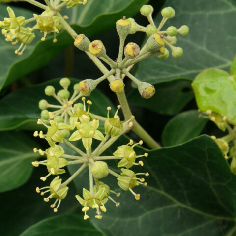 Hedera helix