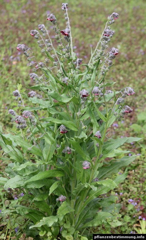 Cynoglosse Officinale