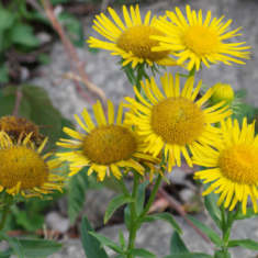 Inula britannica