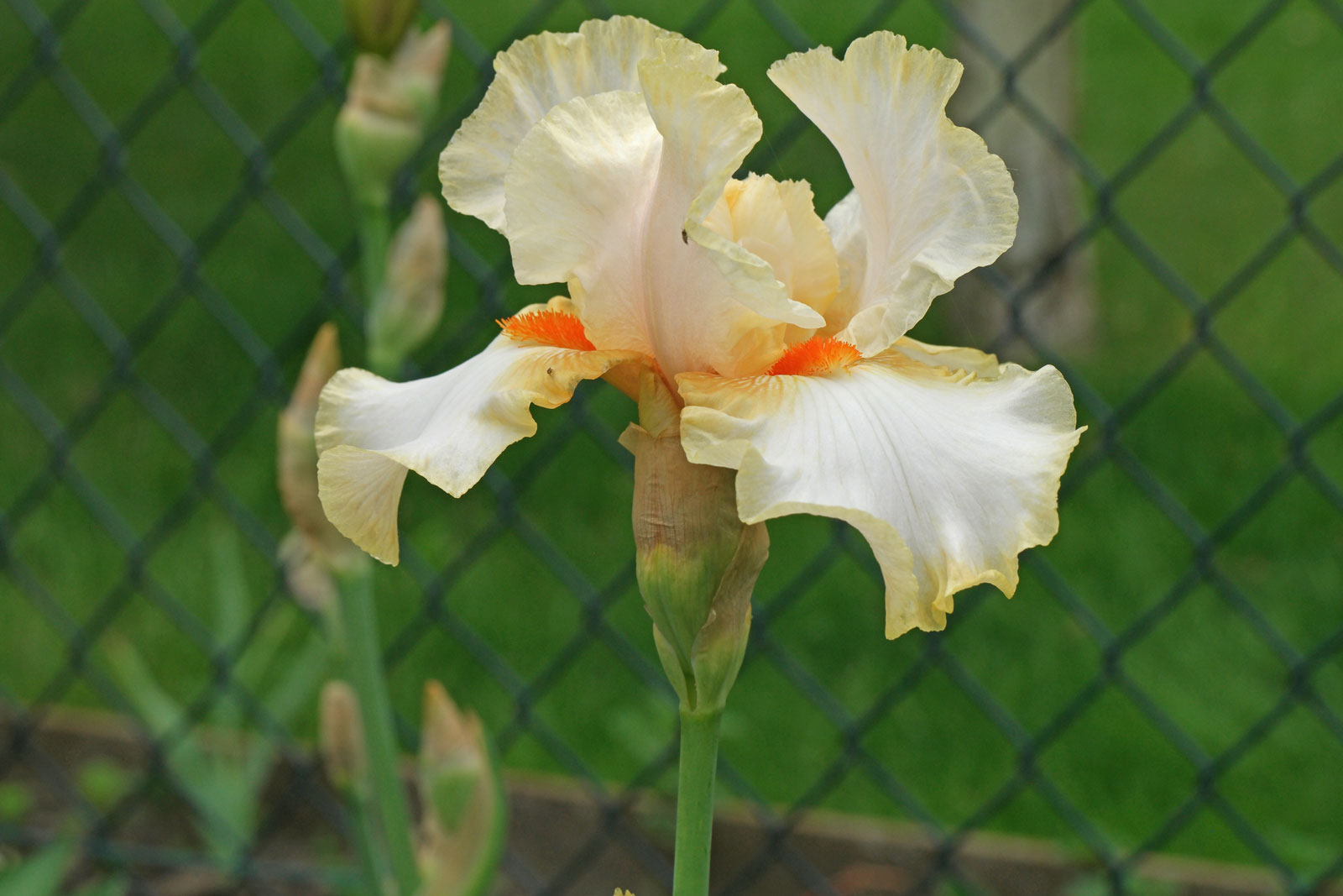 Iris barbata Burmese Dawn