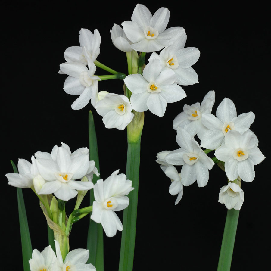 Narcissus-papyraceus