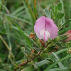 Ononis repens